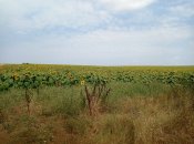 Okolí Obzoru směrem na mys Byala.