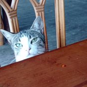 V malé restauraci hotelu pod útesem, kde jsme byl ubytován, je i místní kočičí mafie chtějící kousek toho dobře vonícího masa :-D