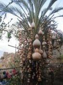 Zajímavá rostlina se zajímavými plody rostoucí ve svahu pod hradem v Alanya.