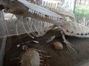 V areálu záchranné stanice pro mořské želvy u pláže İztuzu.