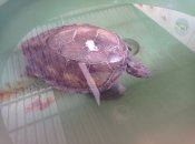 Želvy v záchranné stanici u pláže İztuzu.