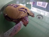 Želvy v záchranné stanici u pláže İztuzu.