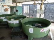 Želvy v záchranné stanici u pláže İztuzu.