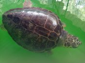 Želvy v záchranné stanici u pláže İztuzu.