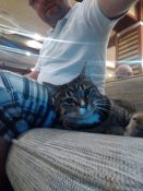 Bary a hotelové haly v městě Kemeru jsou často obsazené místními kočkami.